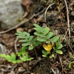 Pleopeltis_polypodioides_var_michauxiana_RT17499