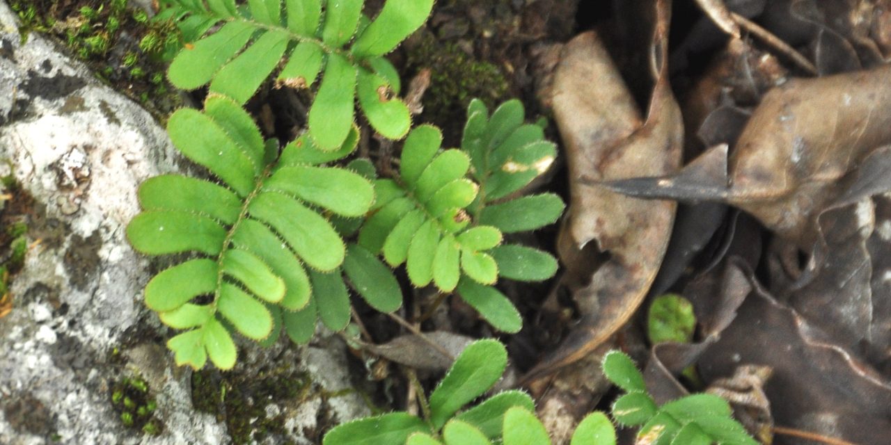 Pleopeltis polypodioides var. michauxiana