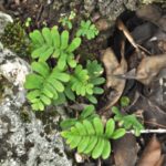 Pleopeltis polypodioides var. michauxiana