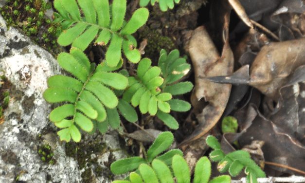 Pleopeltis polypodioides var. michauxiana