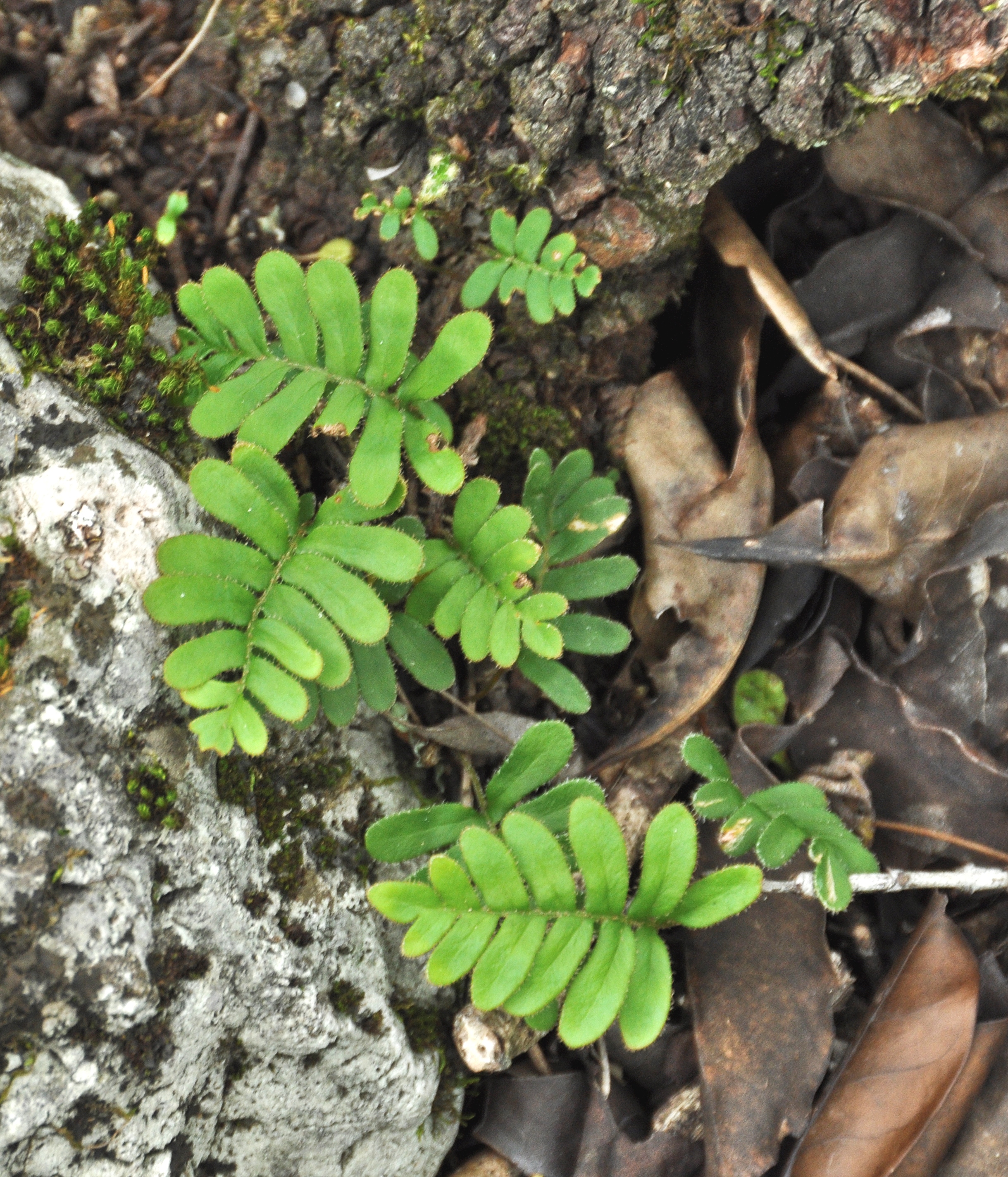 Pleopeltis polypodioides var. michauxiana