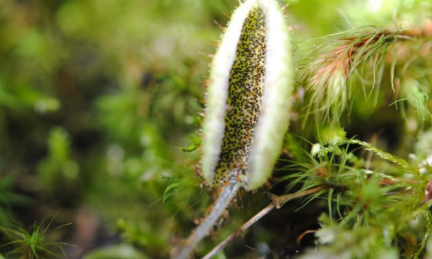 Elaphoglossum lindenii