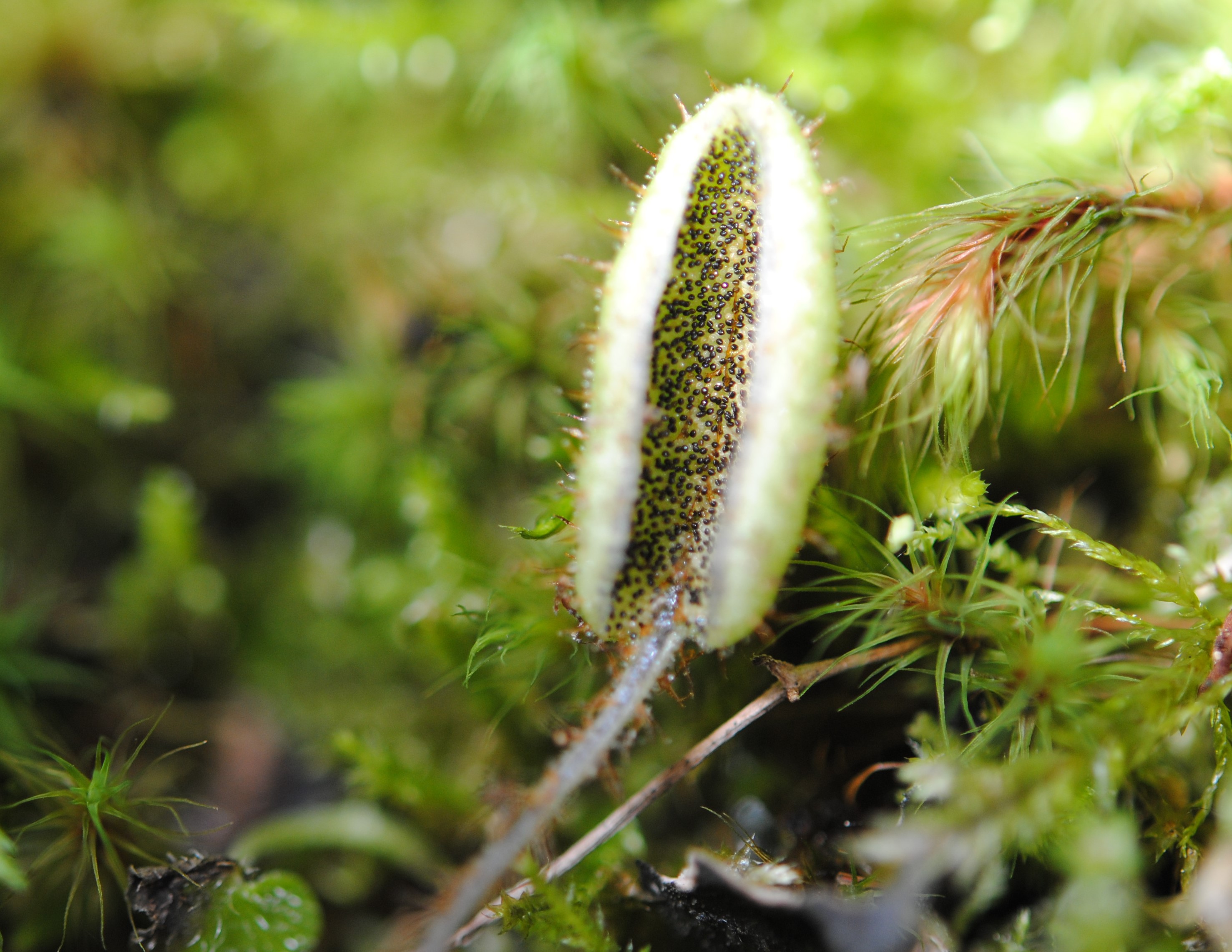 Elaphoglossum lindenii