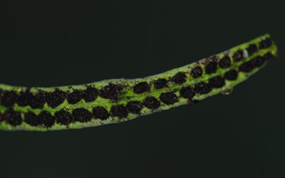 Oreogrammitis frigida