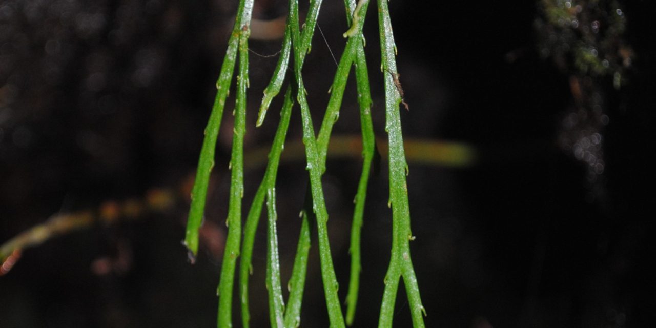 Psilotum complanatum