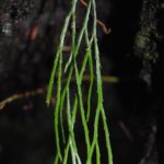 Psilotum complanatum