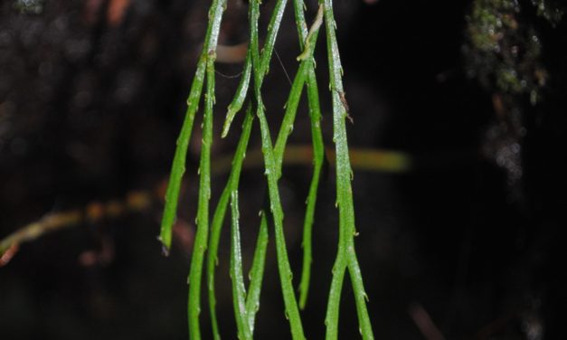 Psilotum complanatum