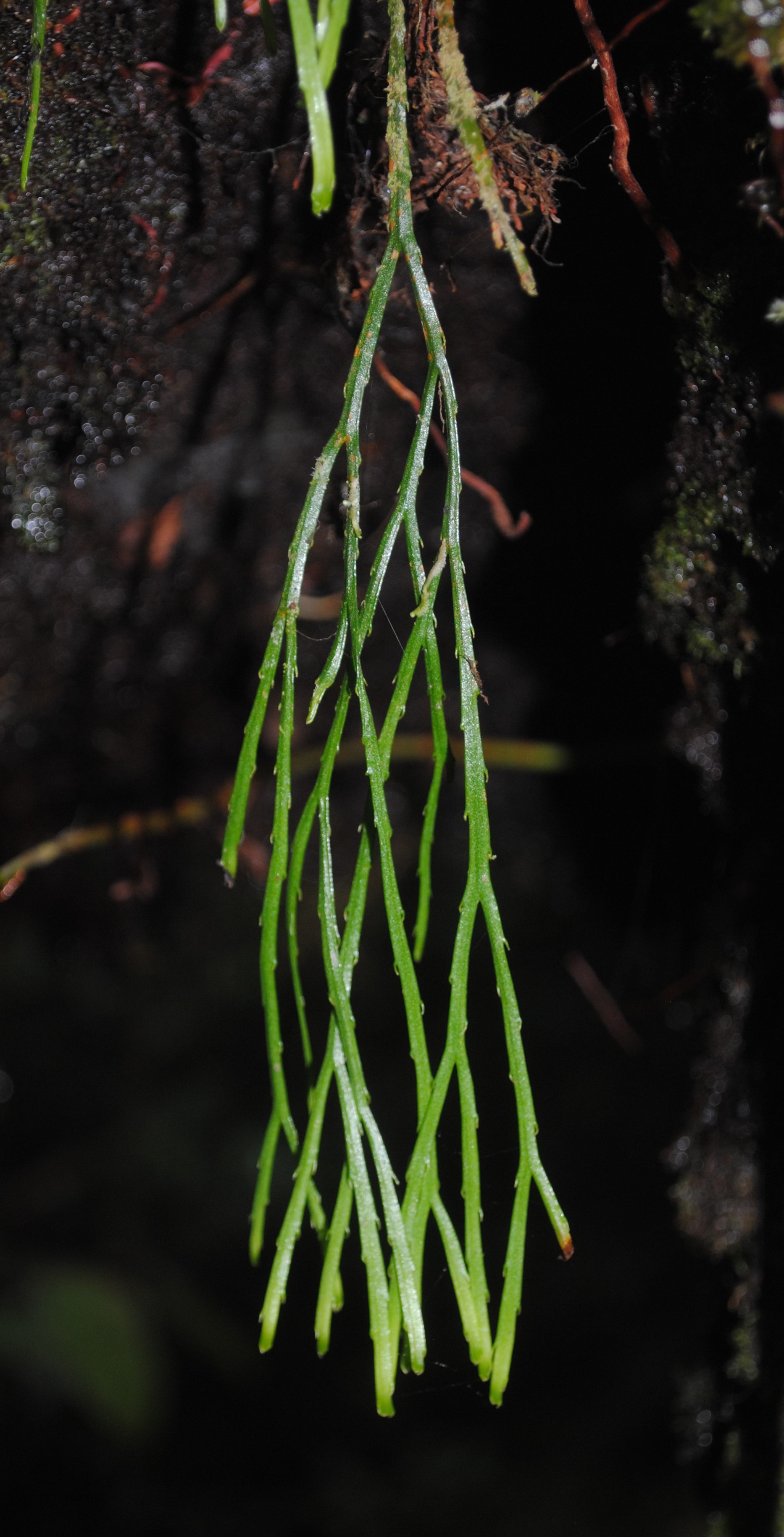 Psilotum complanatum