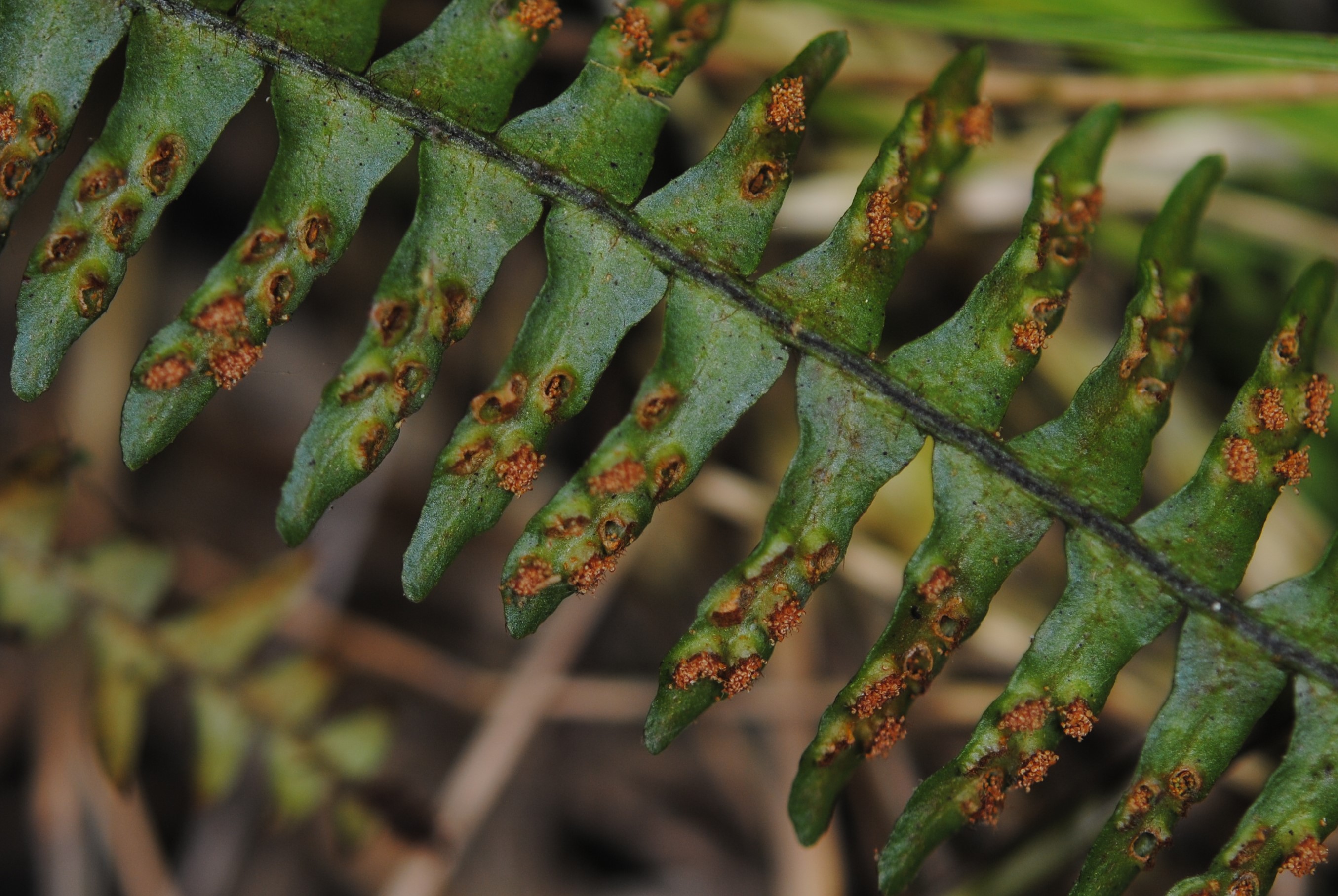 Prosaptia sp.