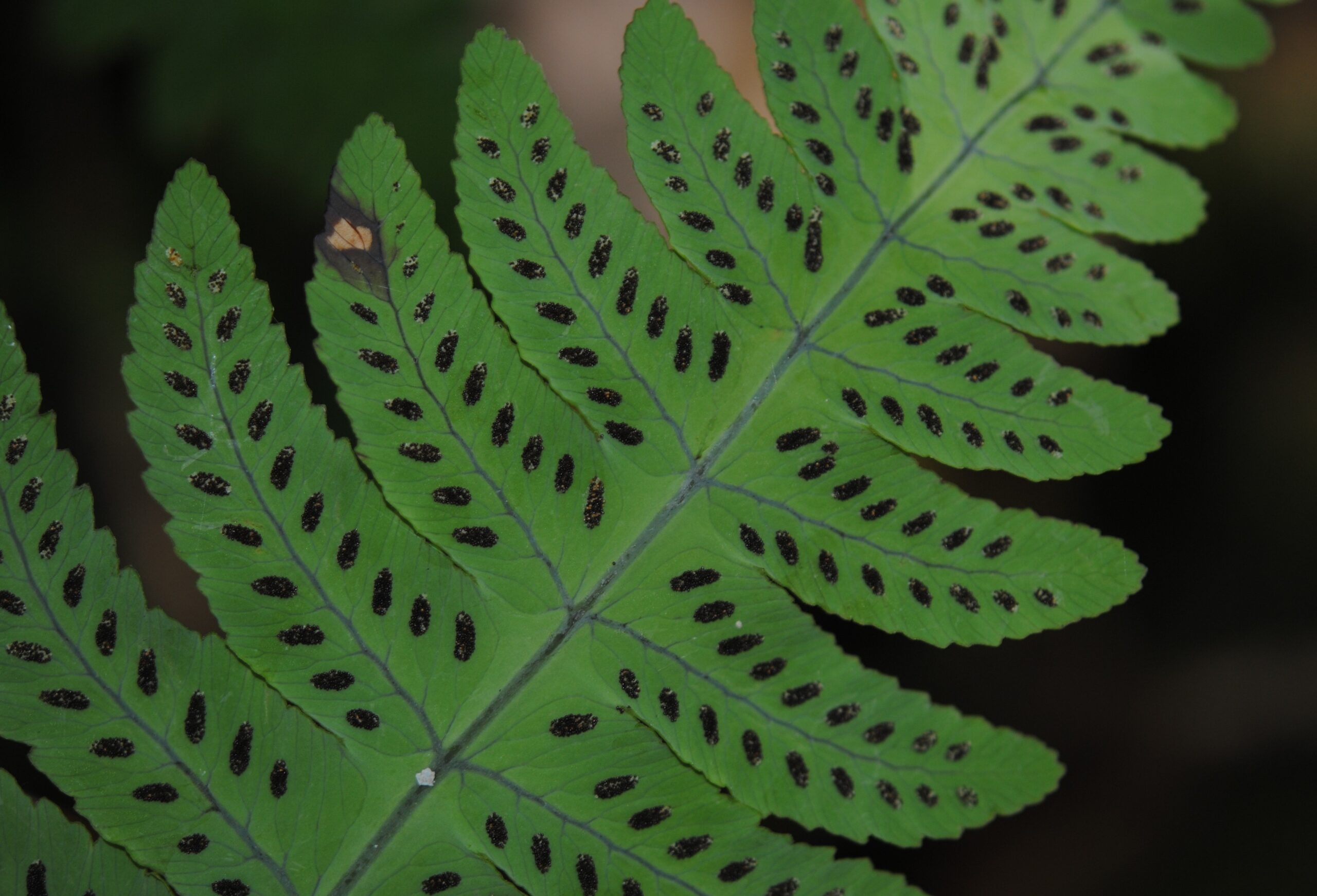 3703 Gymnocarpium oyamense 6