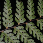 Dennstaedtia glabrata