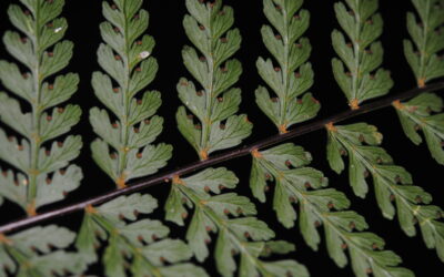 Dennstaedtia glabrata