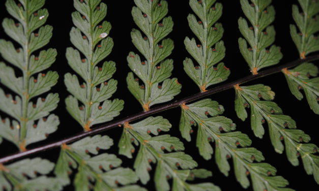 Dennstaedtia glabrata