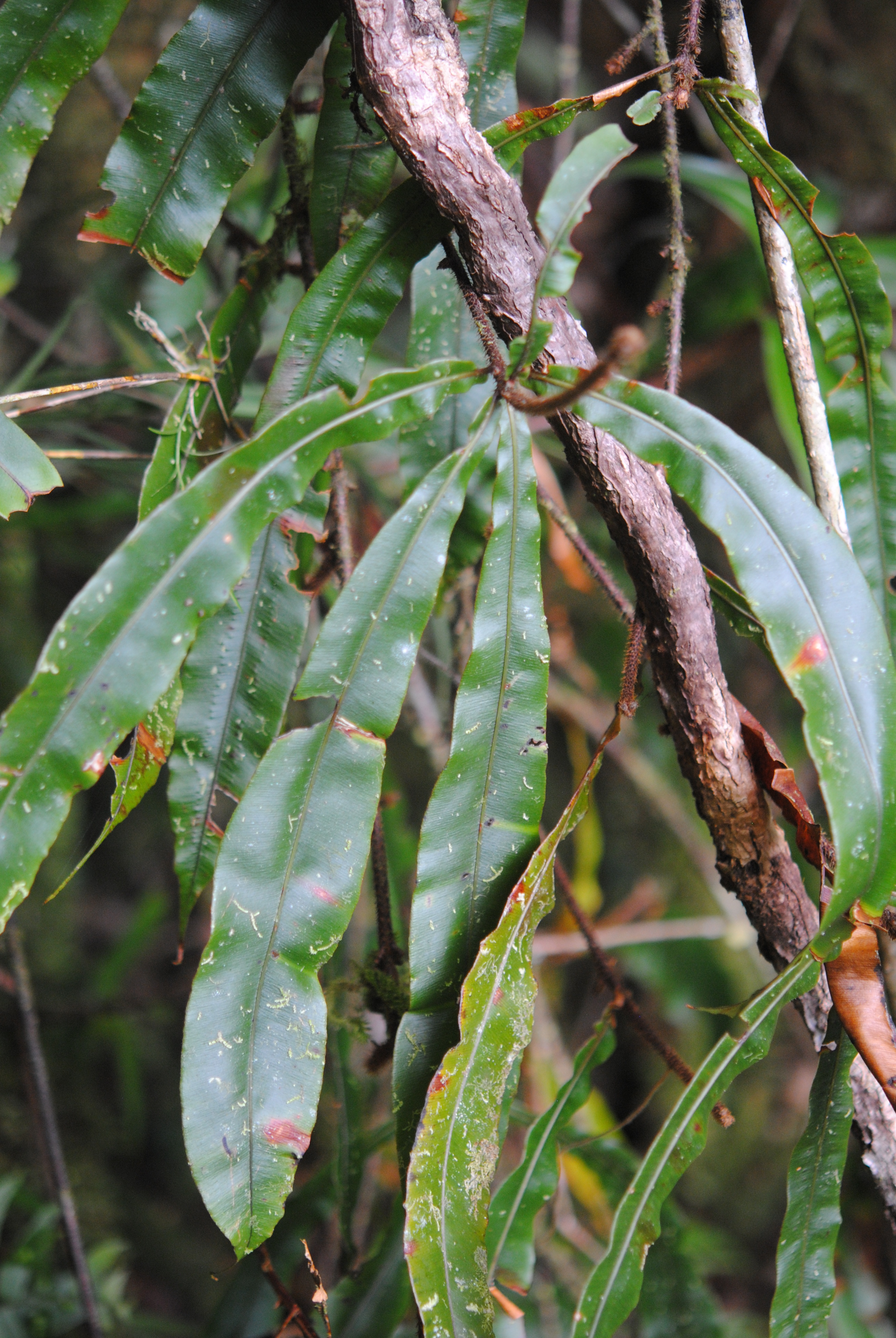 Oleandra Neriiformis Ferns And Lycophytes Of The World