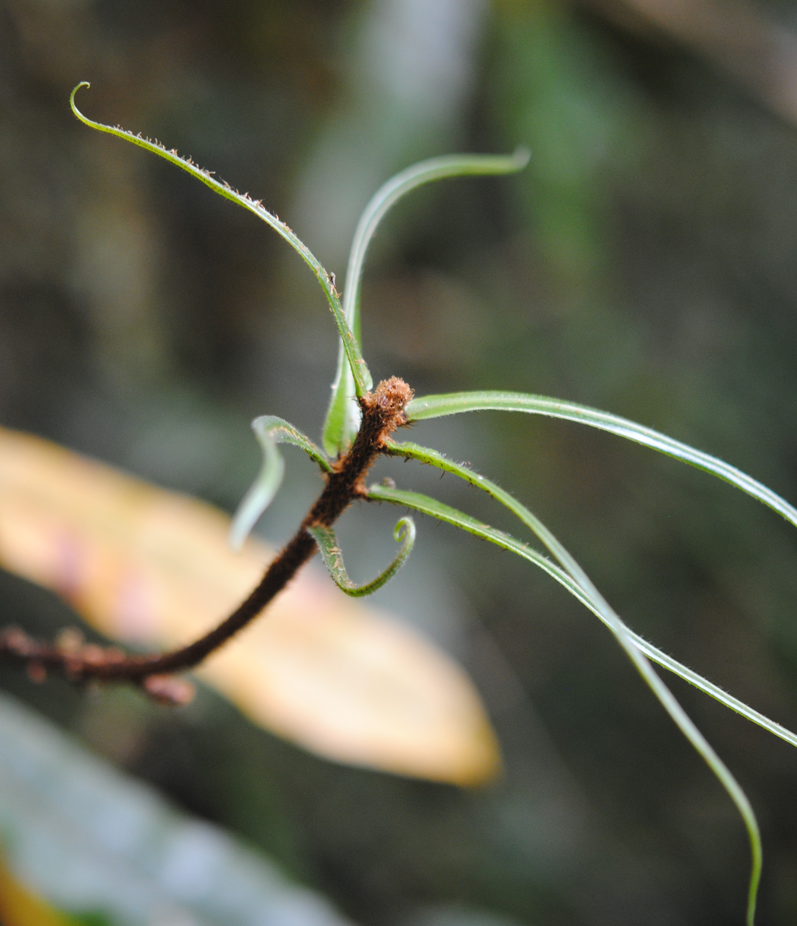 Oleandra Neriiformis Ferns And Lycophytes Of The World