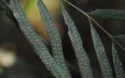 Selliguea albidosquamata