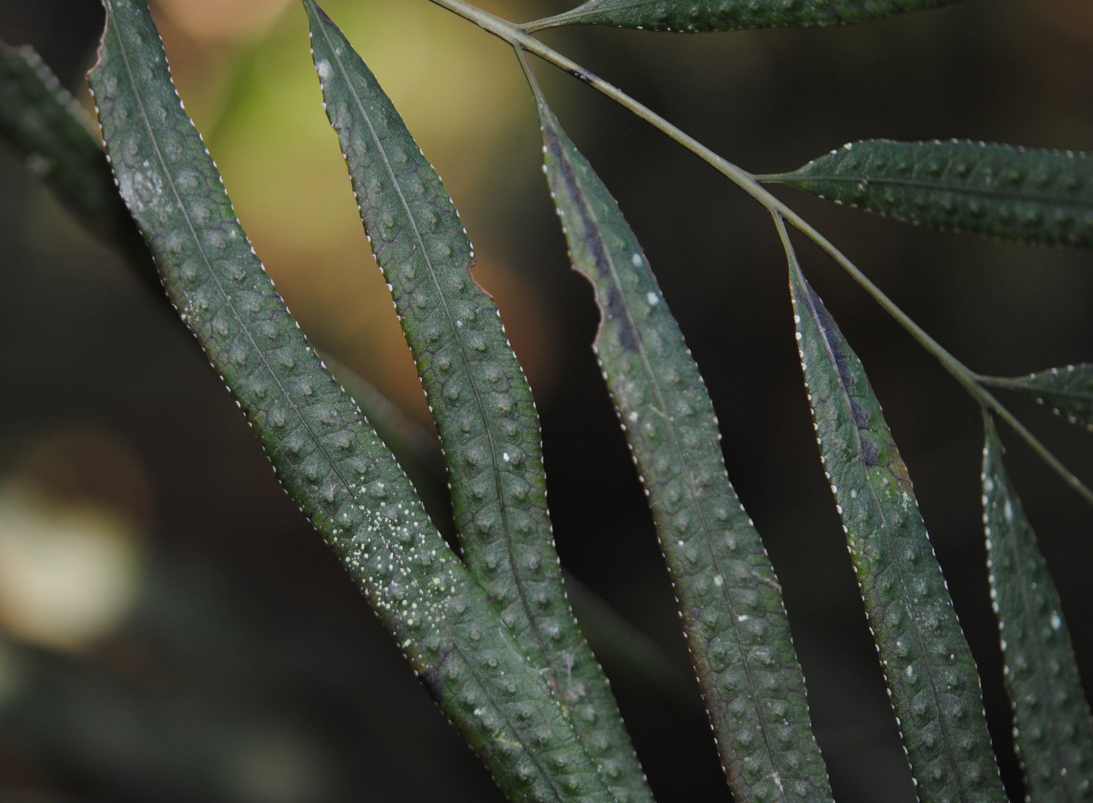 Selliguea albidosquamata