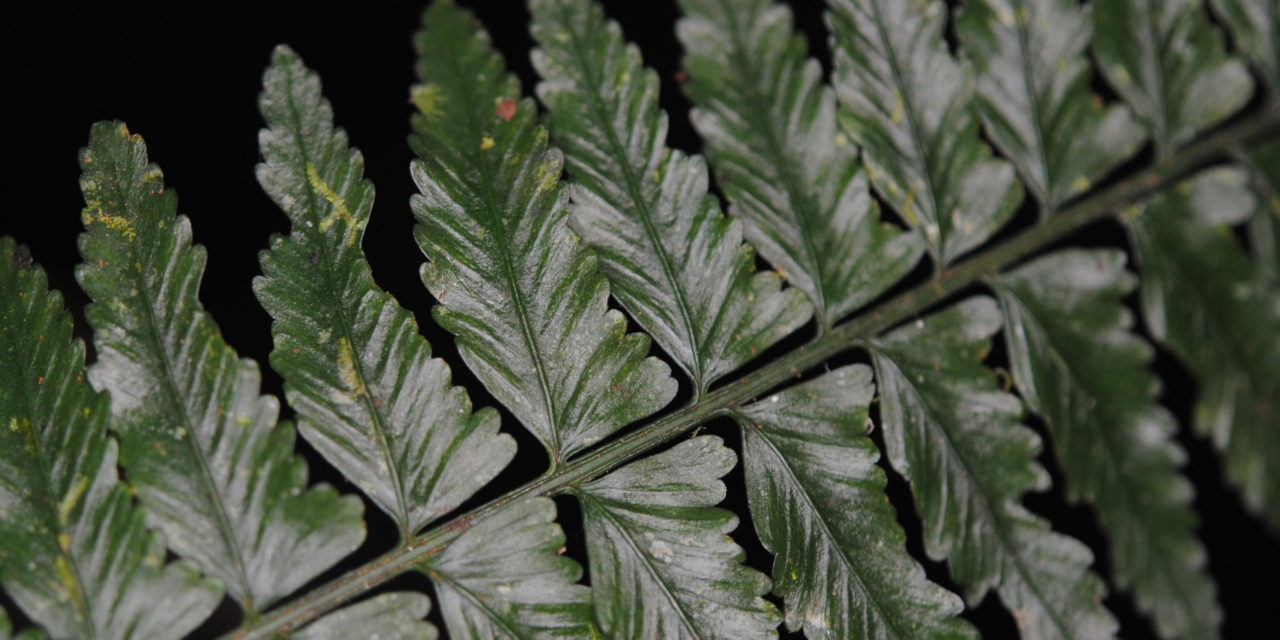 Asplenium tenerum