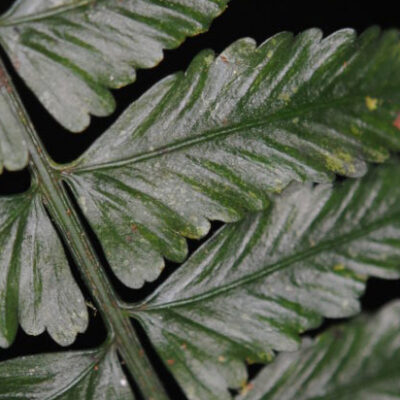 3807-Asplenium-1280x640a (Asplenium tenerum)