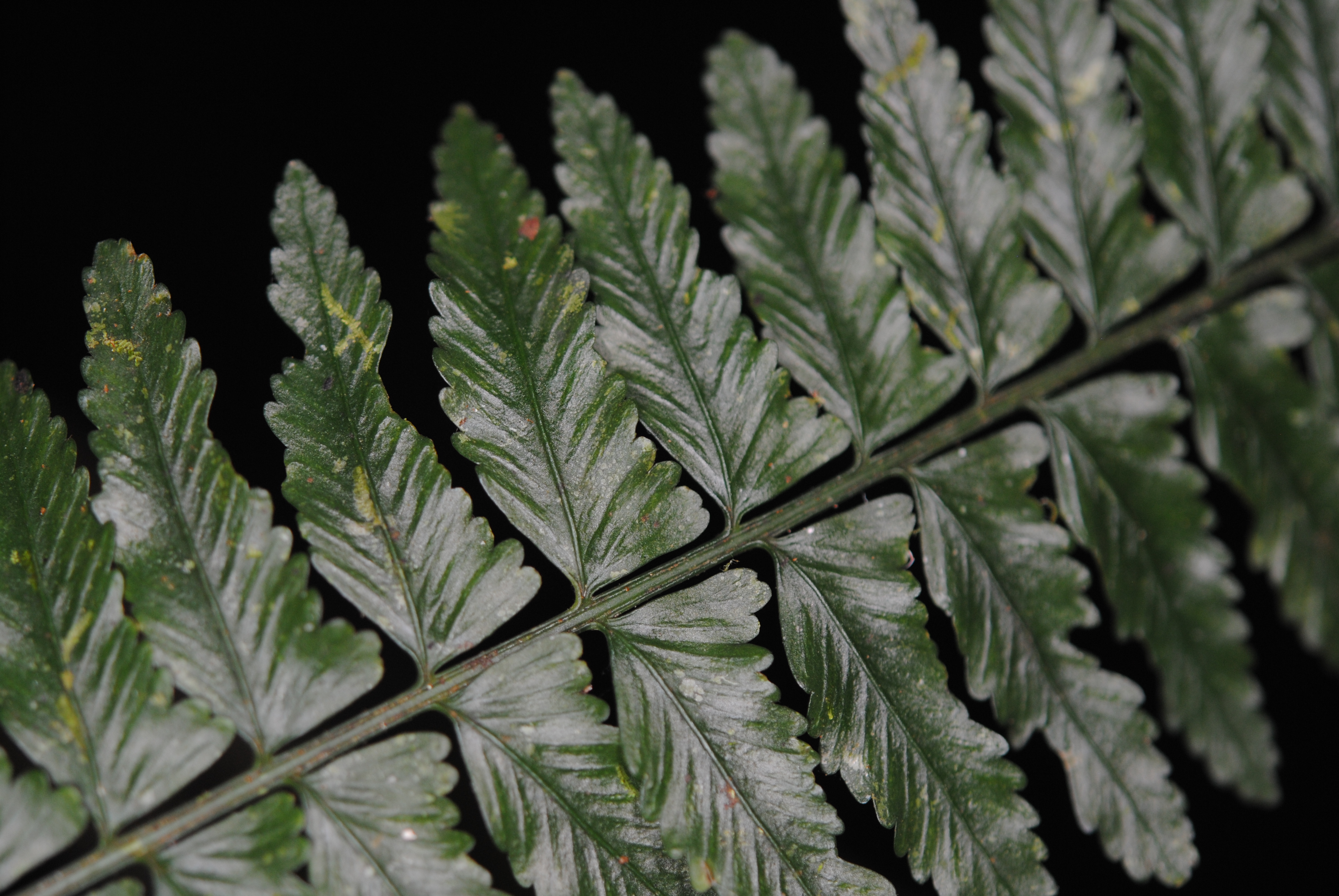 Asplenium tenerum