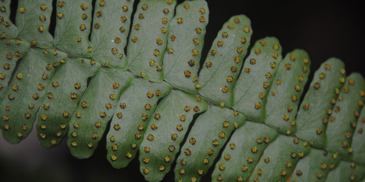 Arthropteris palisotii