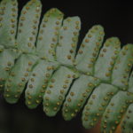 Arthropteris palisotii