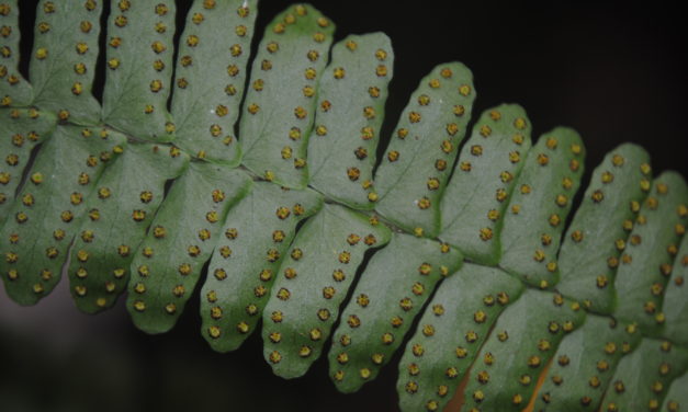 Arthropteris palisotii