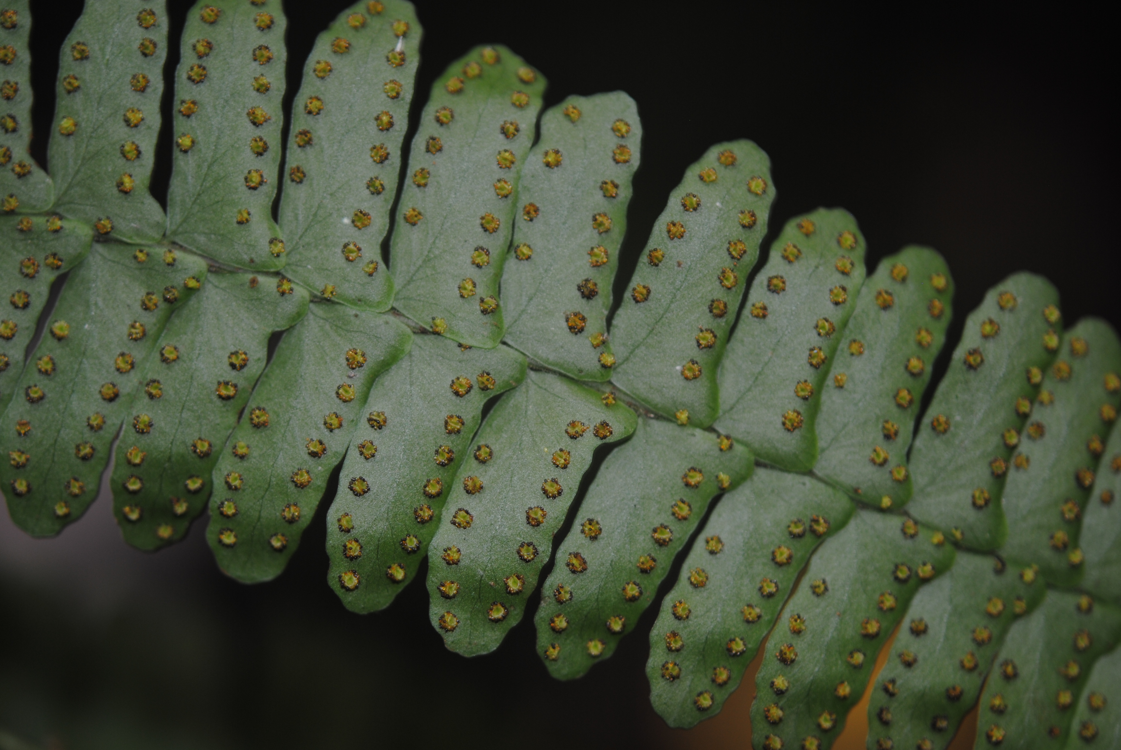 Arthropteris palisotii