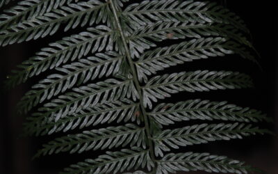 Asplenium thunbergii