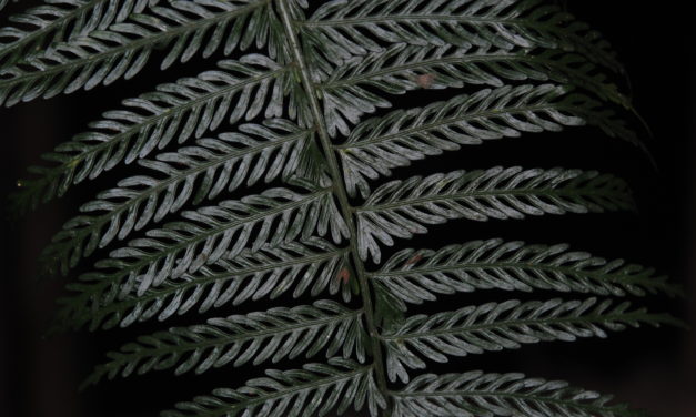 Asplenium thunbergii