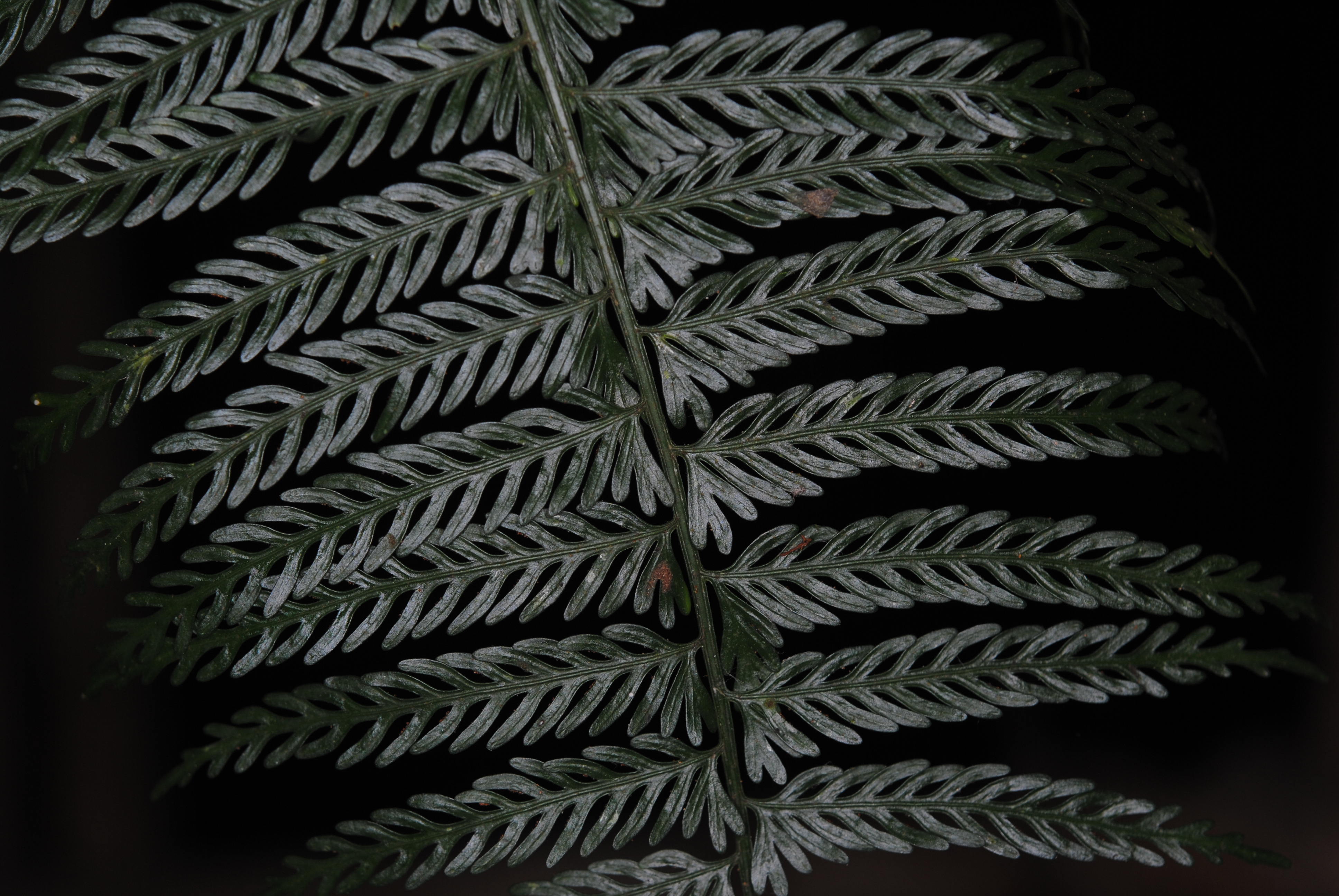 Asplenium thunbergii