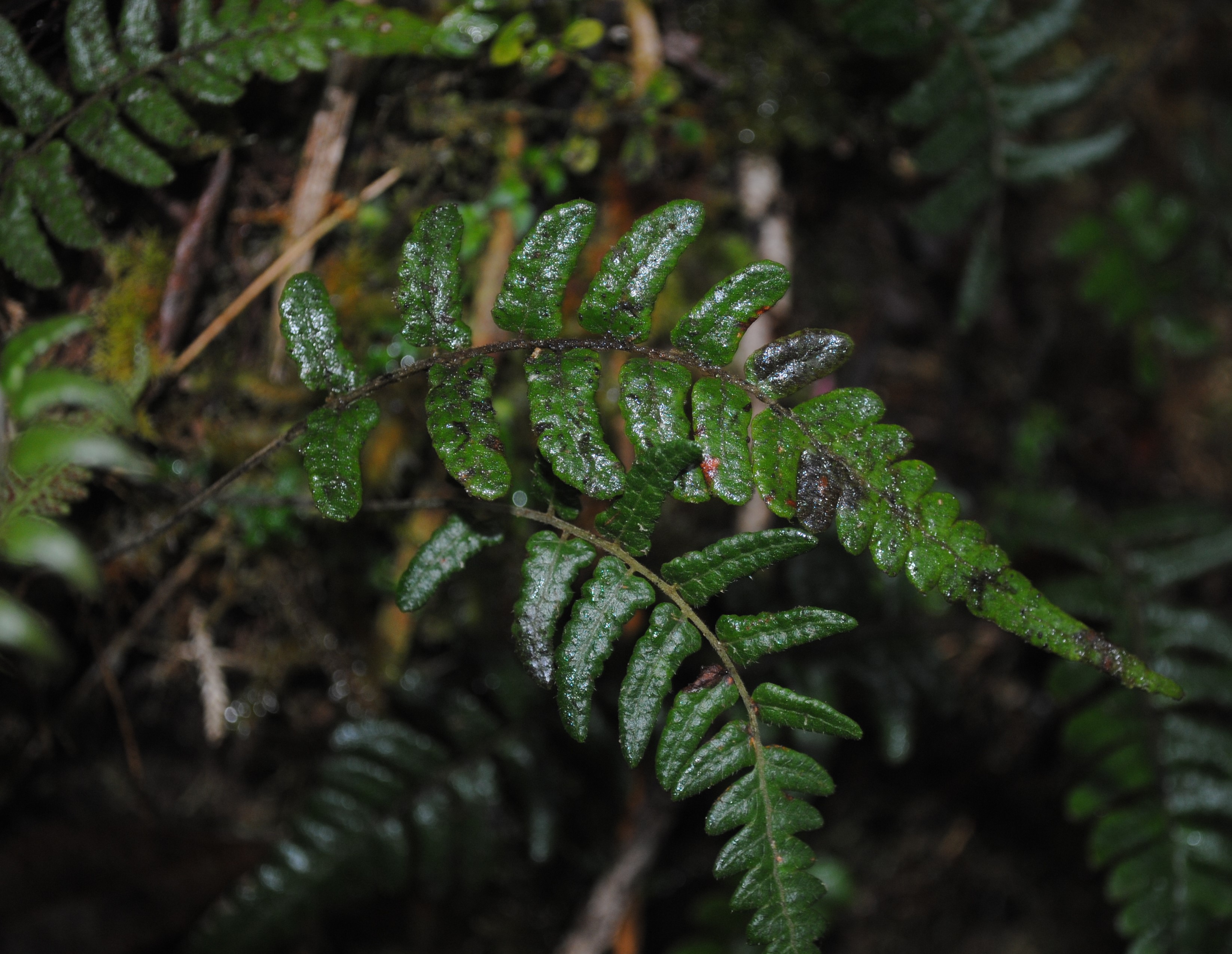 Sphaerostephanos adenostegius