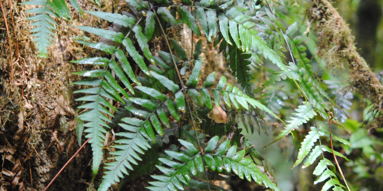 Histiopteris estipulata