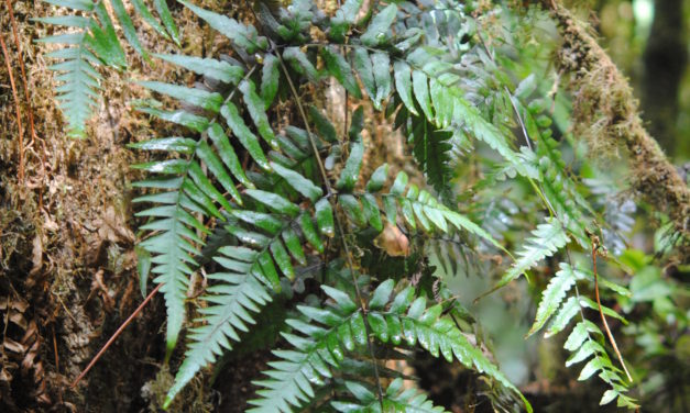 Histiopteris estipulata