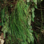 Haplopteris alternans