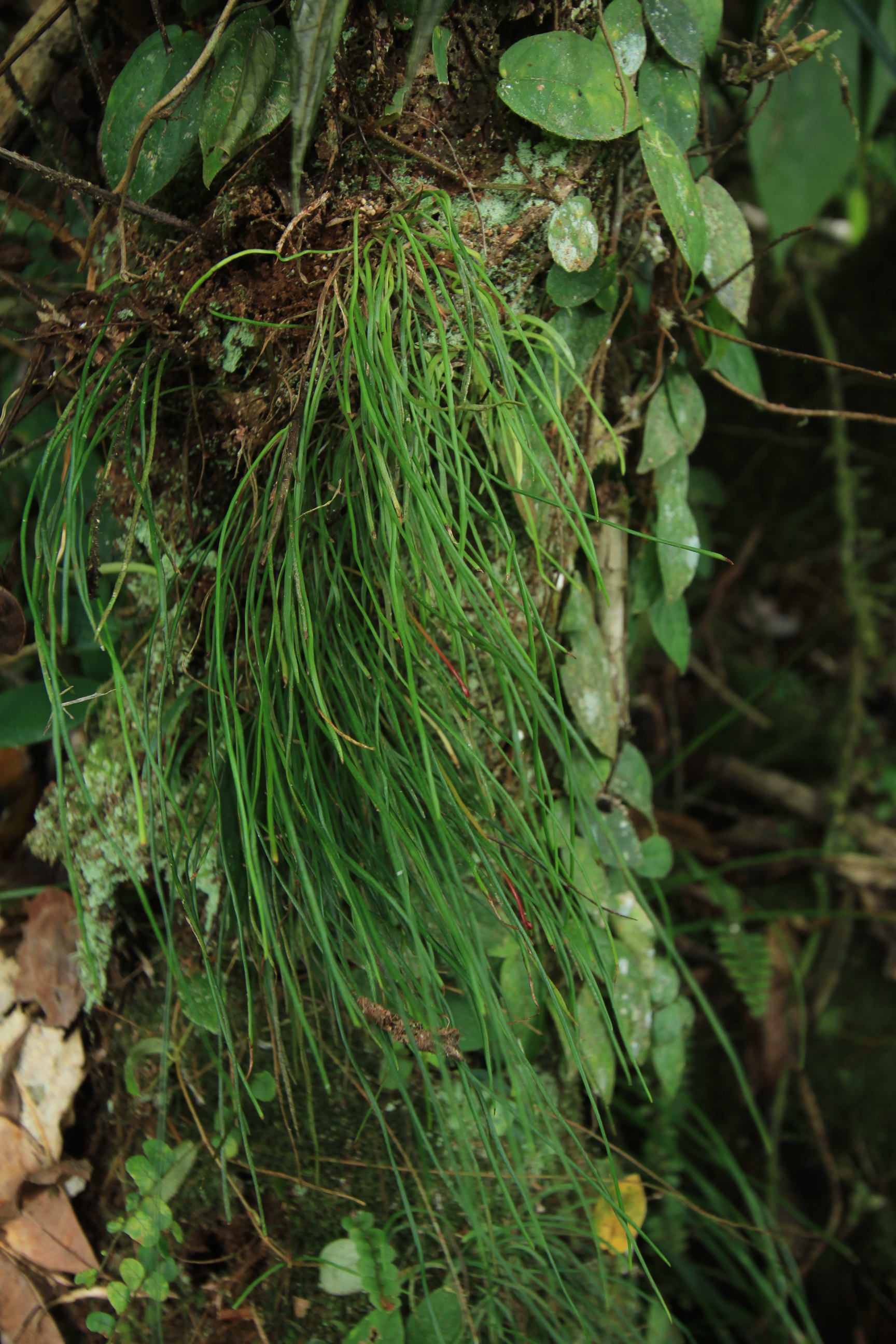 Haplopteris alternans