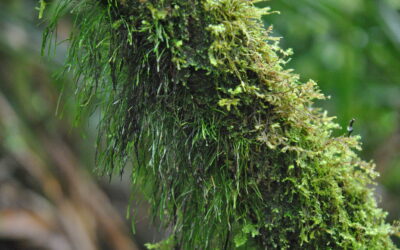 Vaginularia acrocarpa