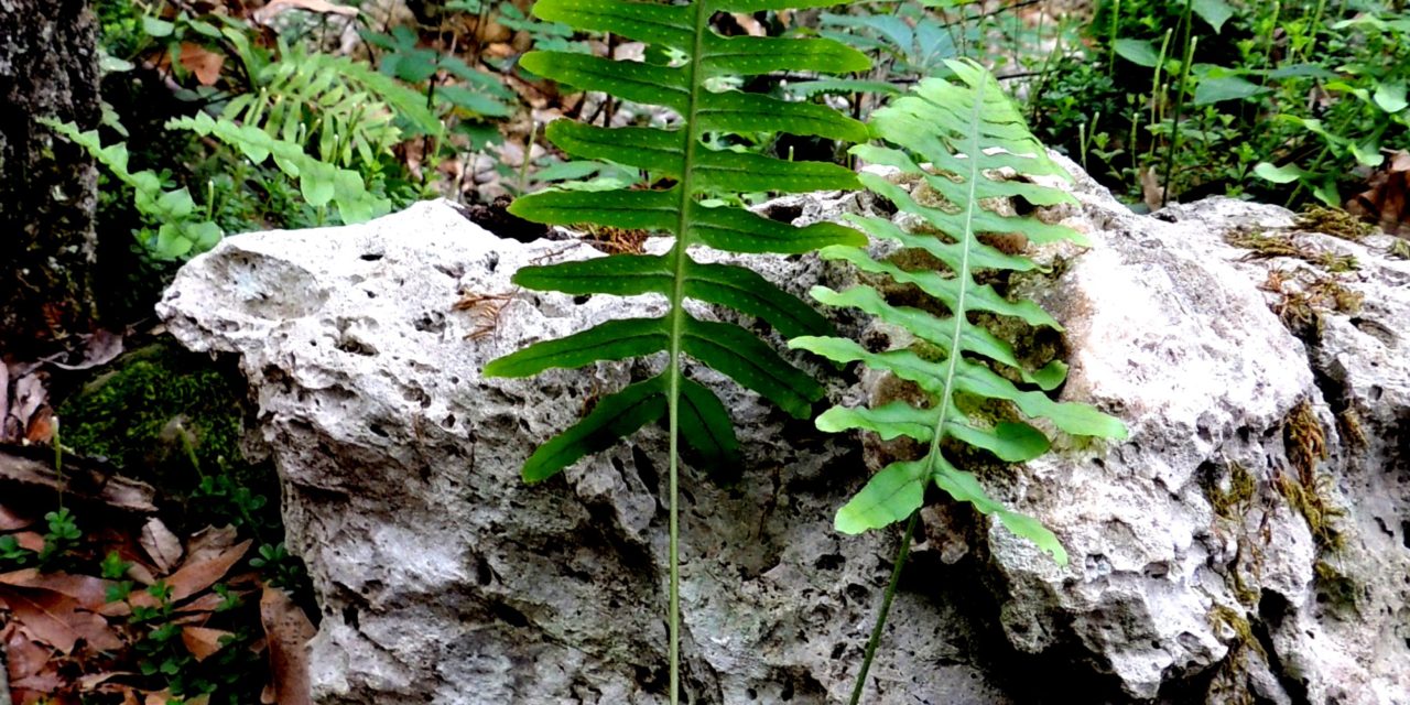 Polypodium plesiosorum