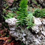 Polypodium plesiosorum