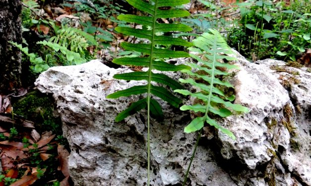 Polypodium plesiosorum