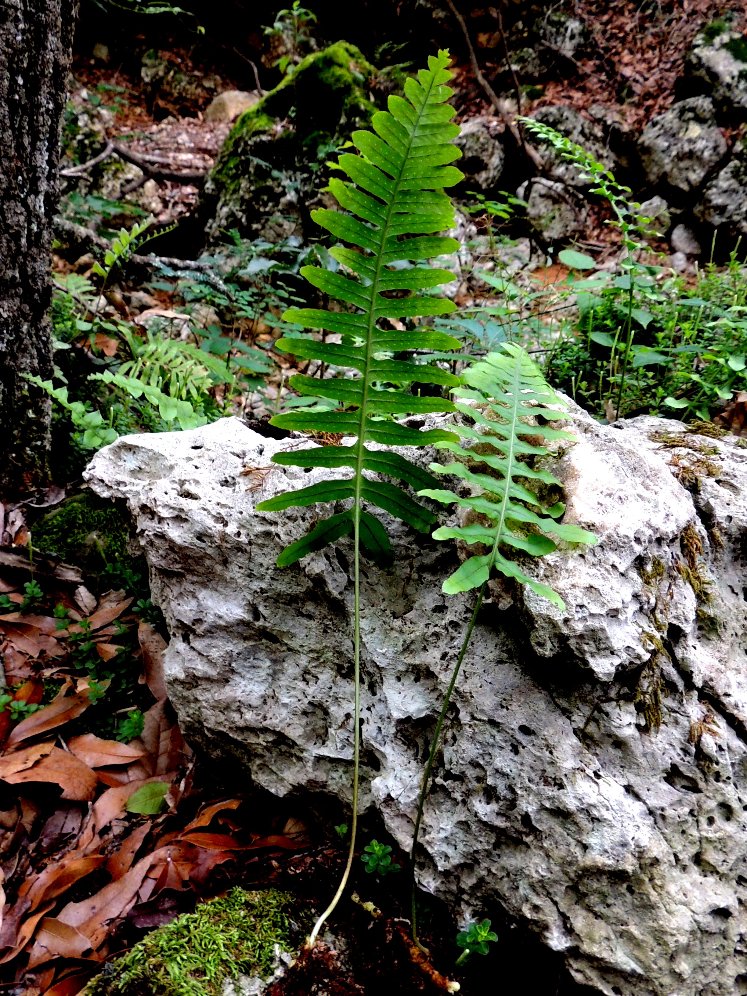 Polypodium plesiosorum