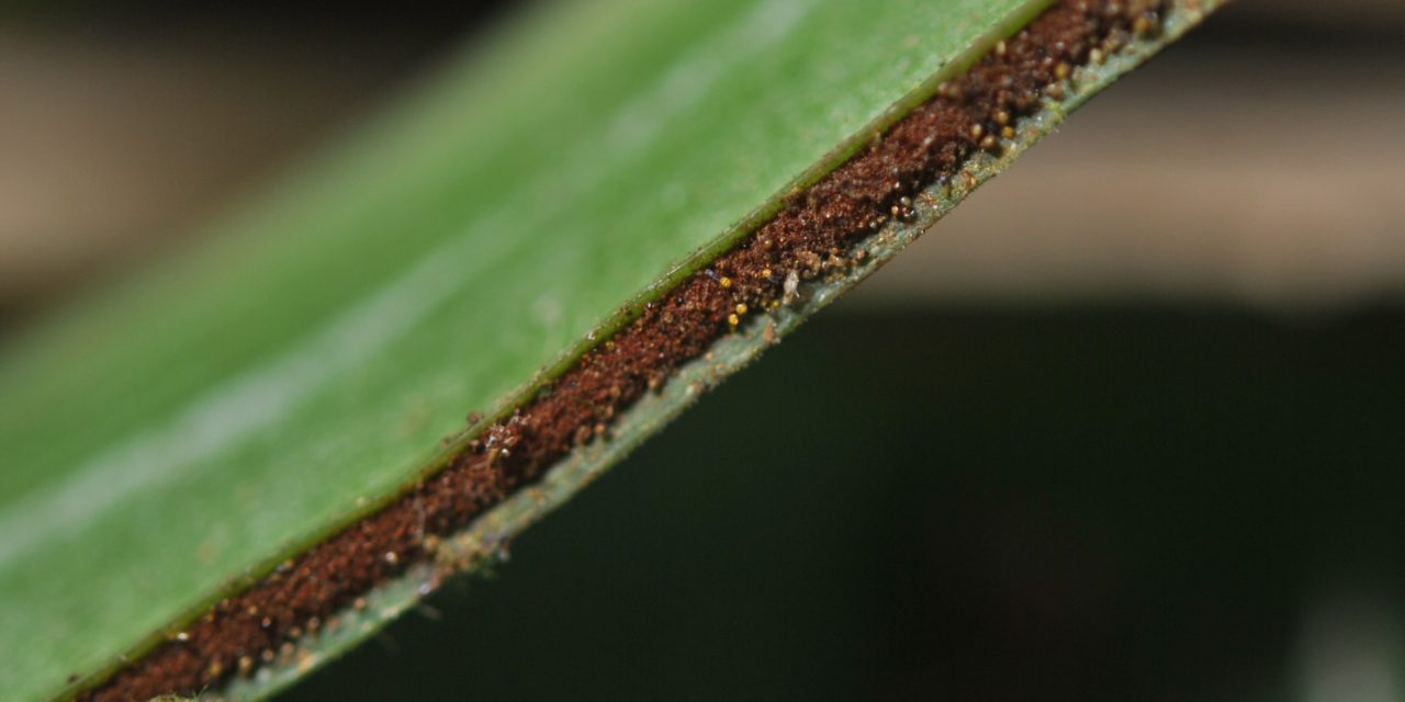 Haplopteris zosterifolia