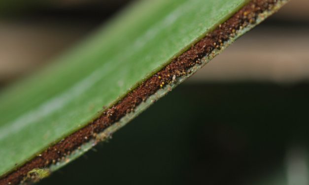 Haplopteris zosterifolia