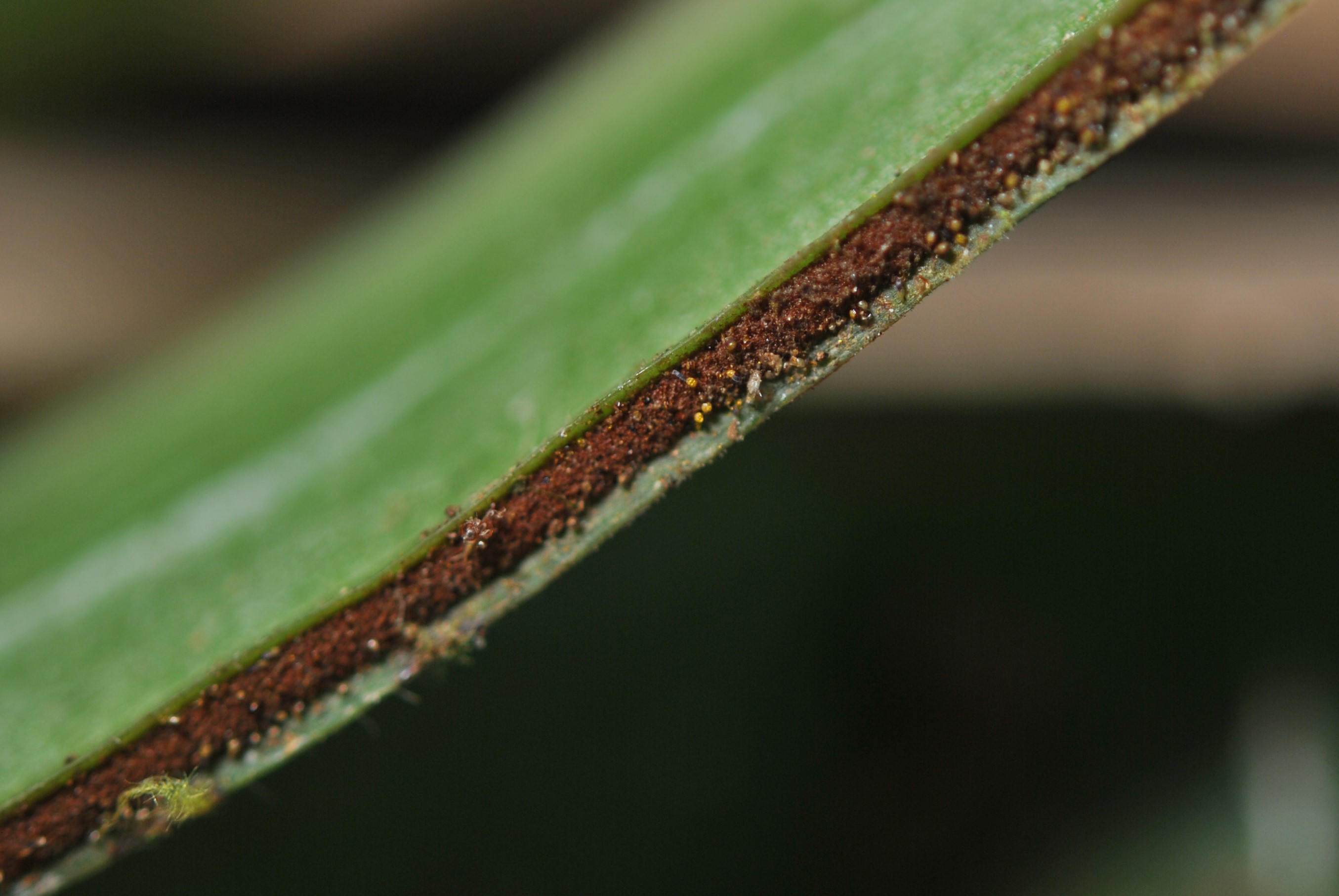 Haplopteris zosterifolia