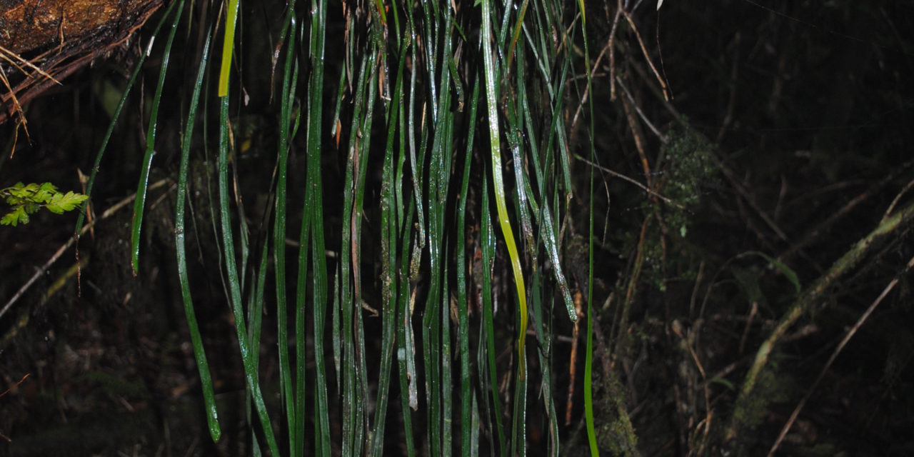 Haplopteris elongata