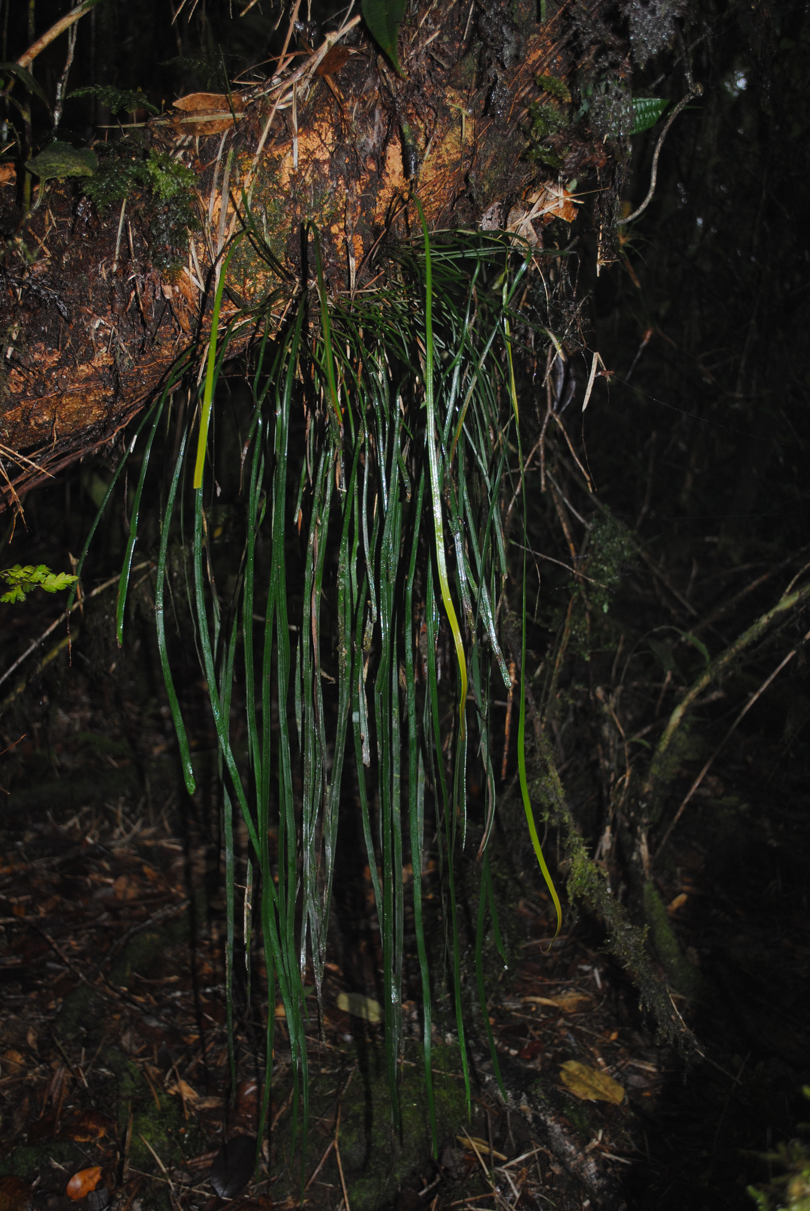 Haplopteris elongata