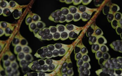 Rumohra adiantiformis