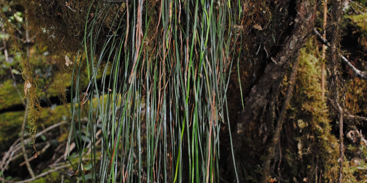 Haplopteris elongata