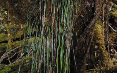 Haplopteris elongata