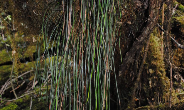 Haplopteris elongata